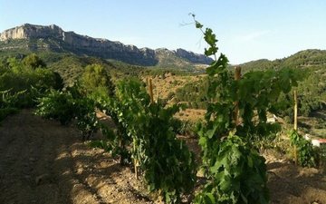 O melhor vinho da região do Priorat, com seus tintos elegantes e intensos